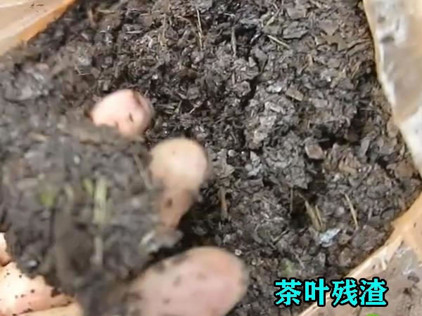 茶葉渣壓榨機(jī)使用優(yōu)勢 茶葉渣壓榨機(jī)使用優(yōu)勢